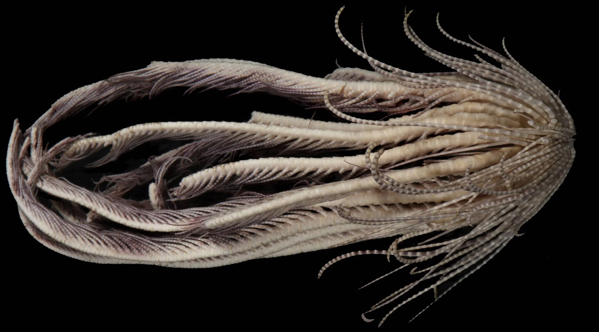 Marine Scientists Discovered A Terrifying New Sea Creature With 20 Arms   Antarctic Strawberry Feather Star Full View 