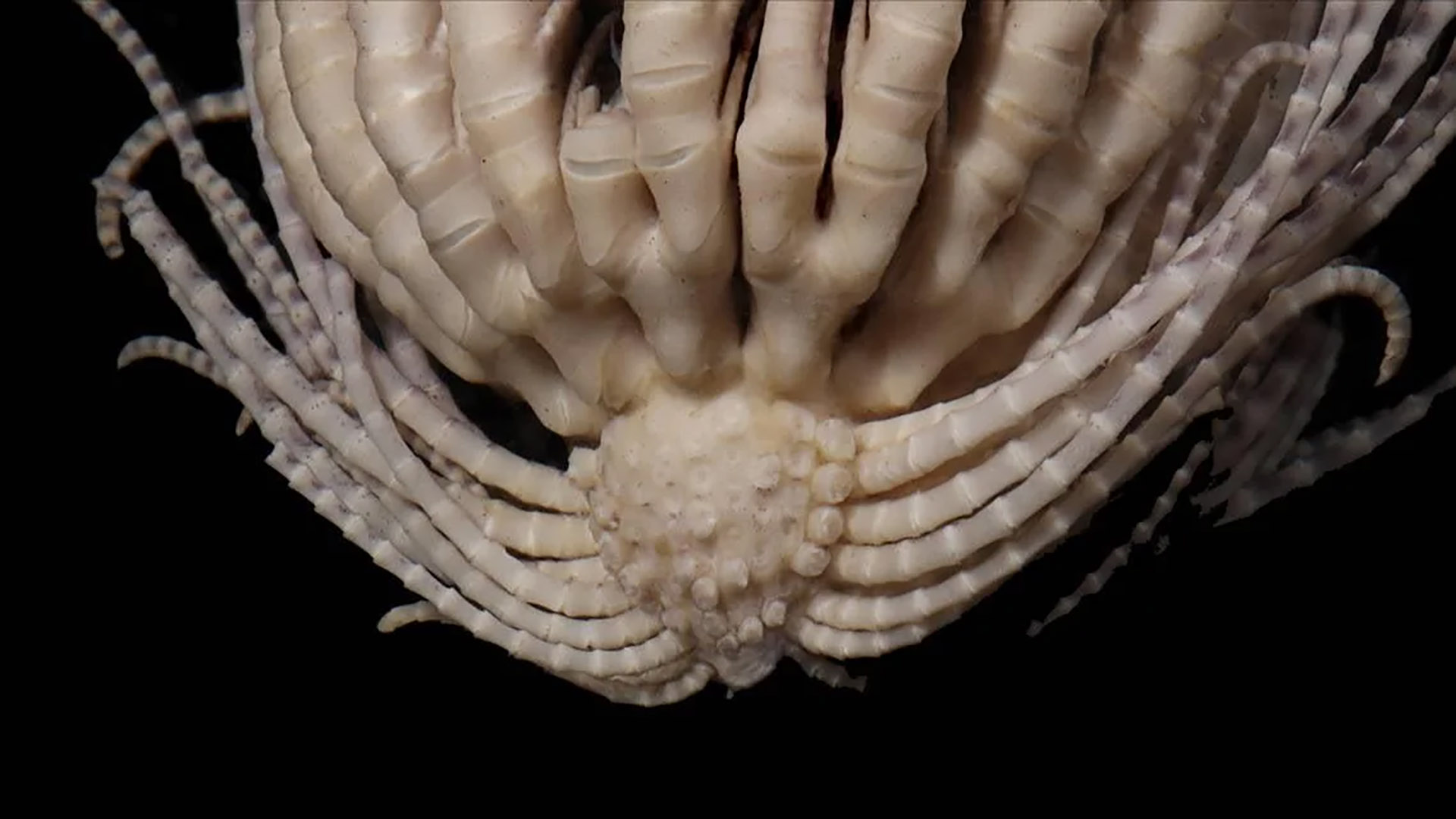 Marine scientists discovered a terrifying new sea creature with 20 arms