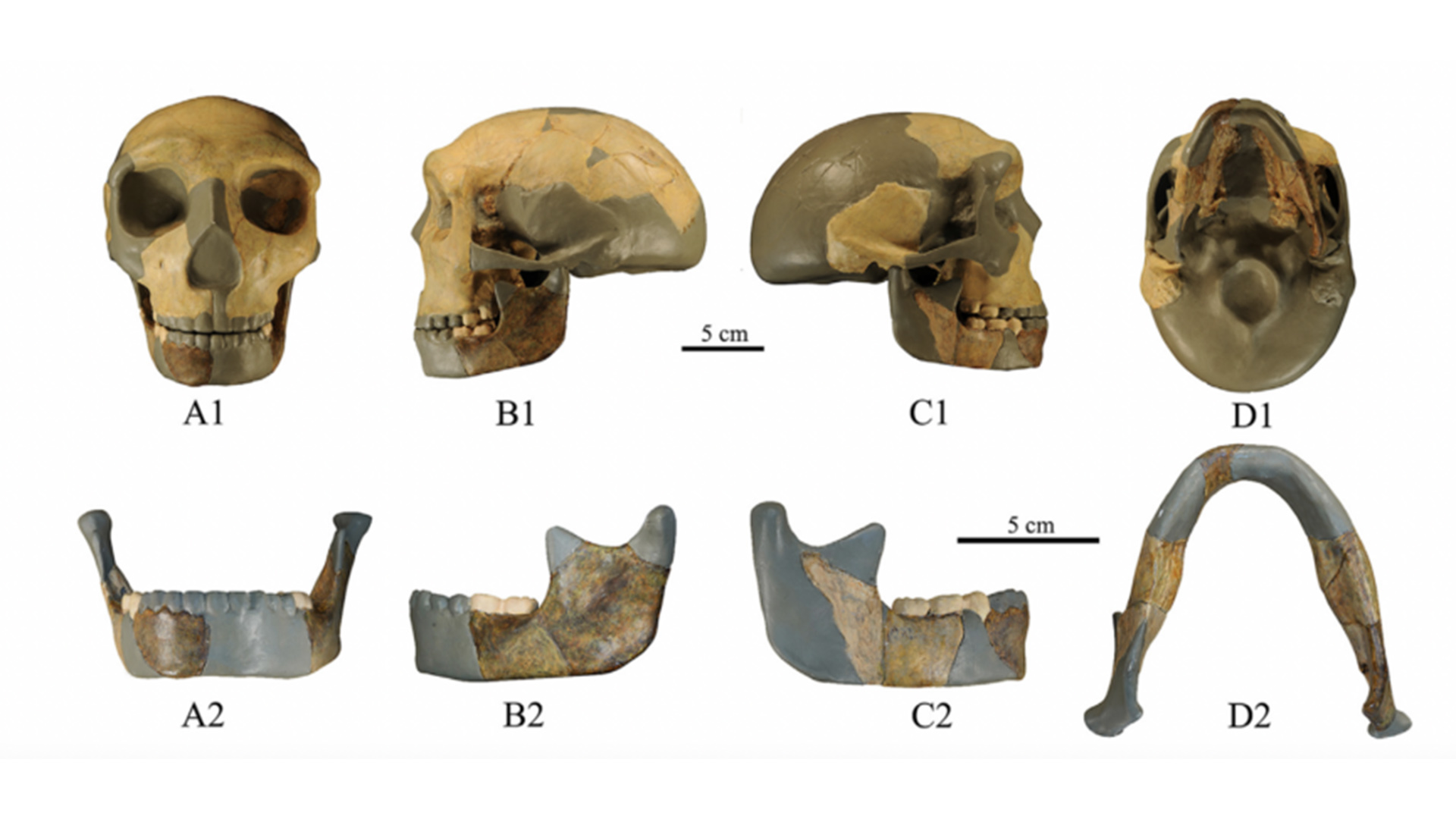 ancient human skull found in china