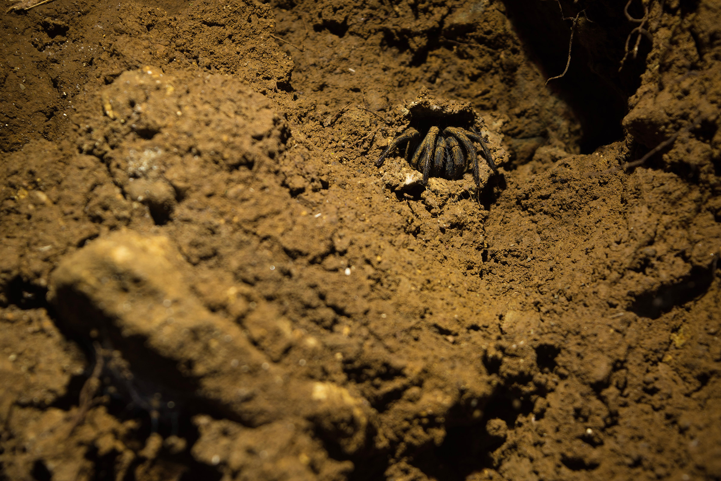 Fossil Of Giant Trapdoor Spider Is Four Times Larger Than Modern Species