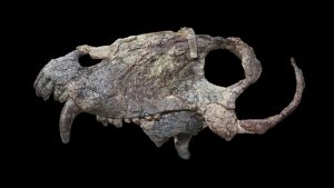 skull of giant prehistoric predator