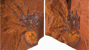 ancient fossil spider