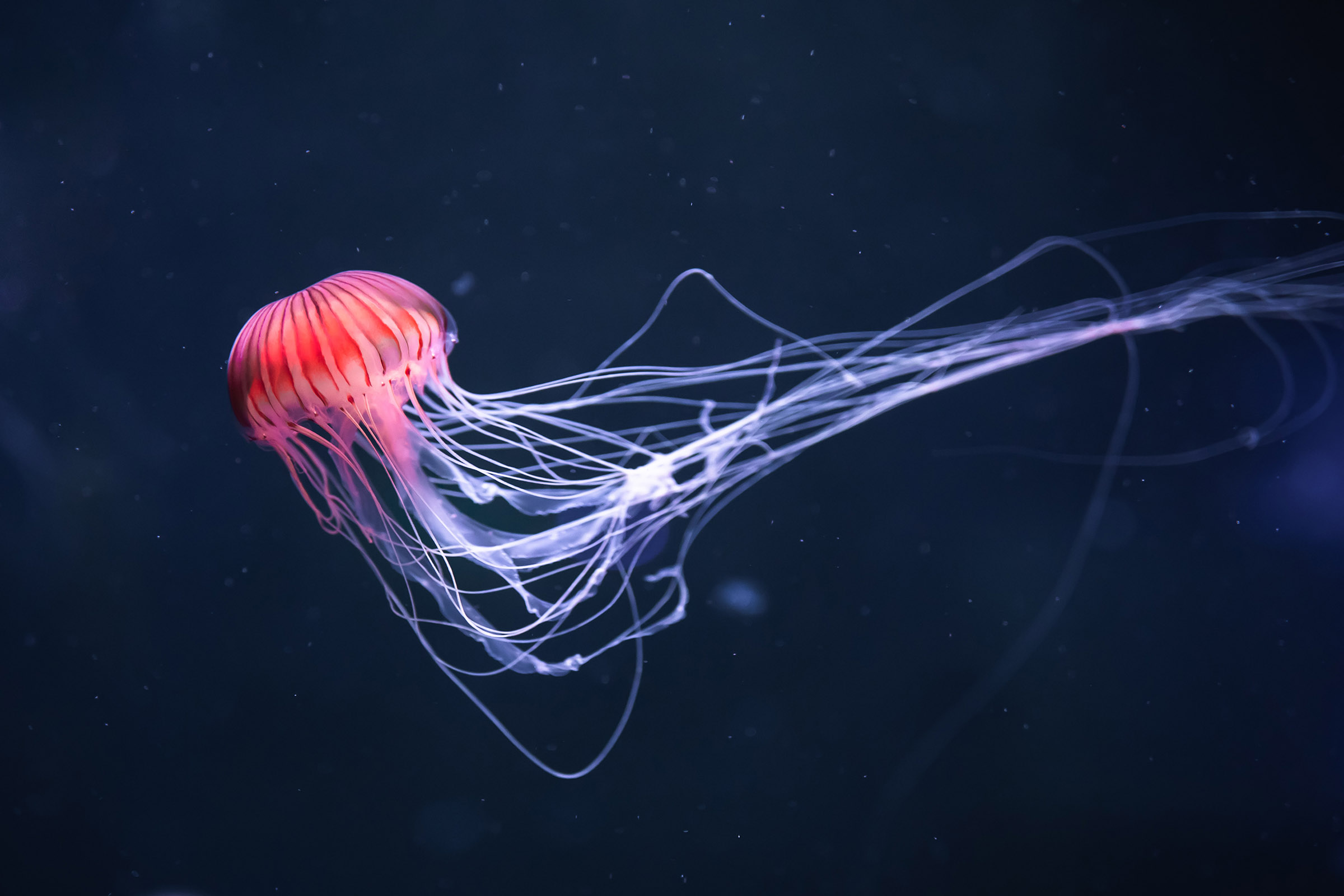 glowing jellyfish chrysaora pacifica underwater