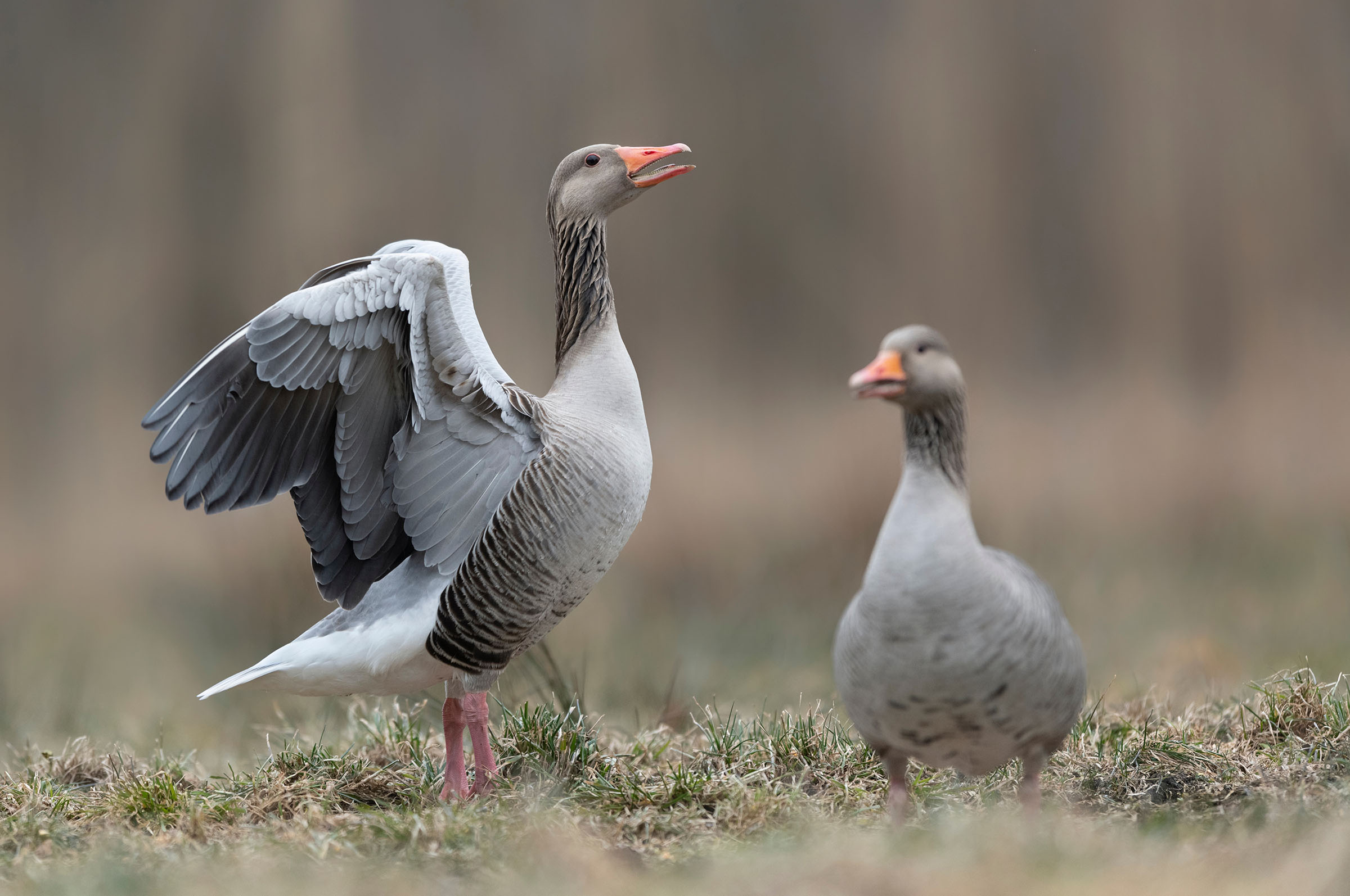 Greylag goose (Anser anser) close