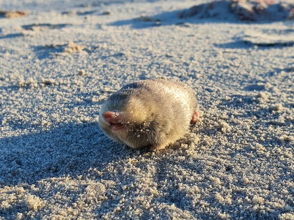 De Winton's Golden Mole walking on sand