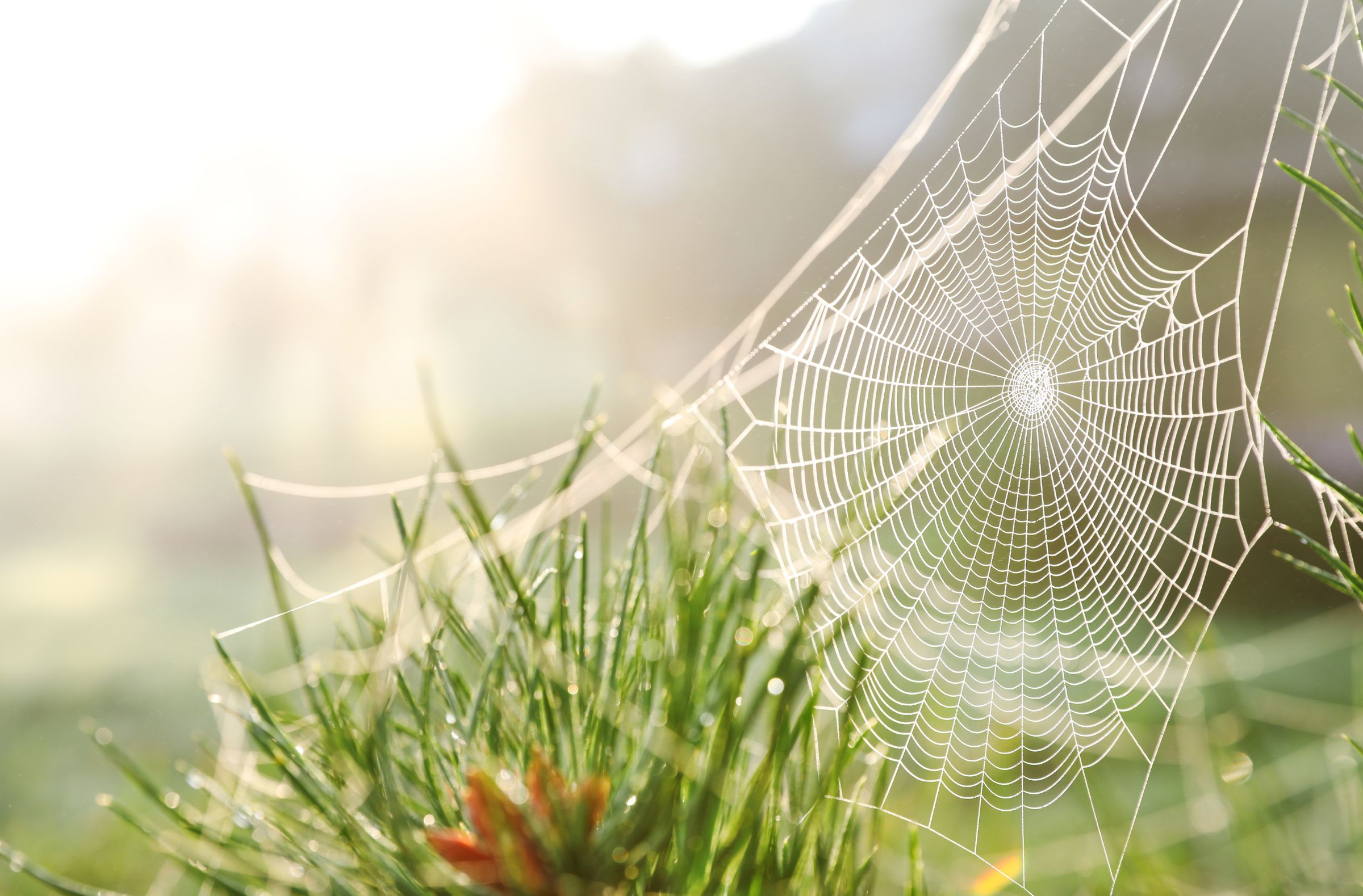 Scientists Reveal New 'Ghost' Spider Found at Power Plant