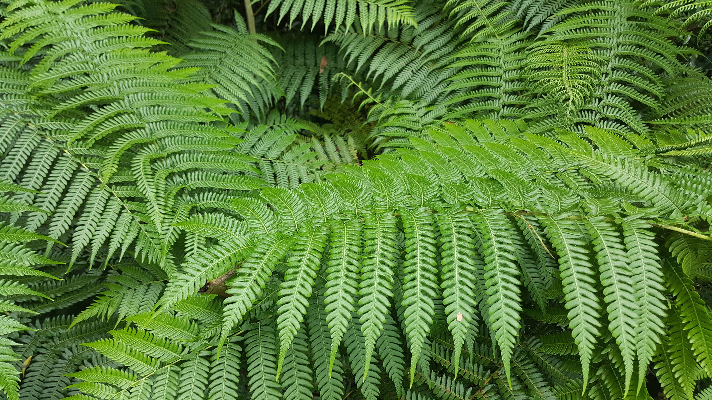 lush tree fern leaves a tropical plant