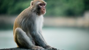 cloned monkey rhesus monkey like Retro the cloned monkey