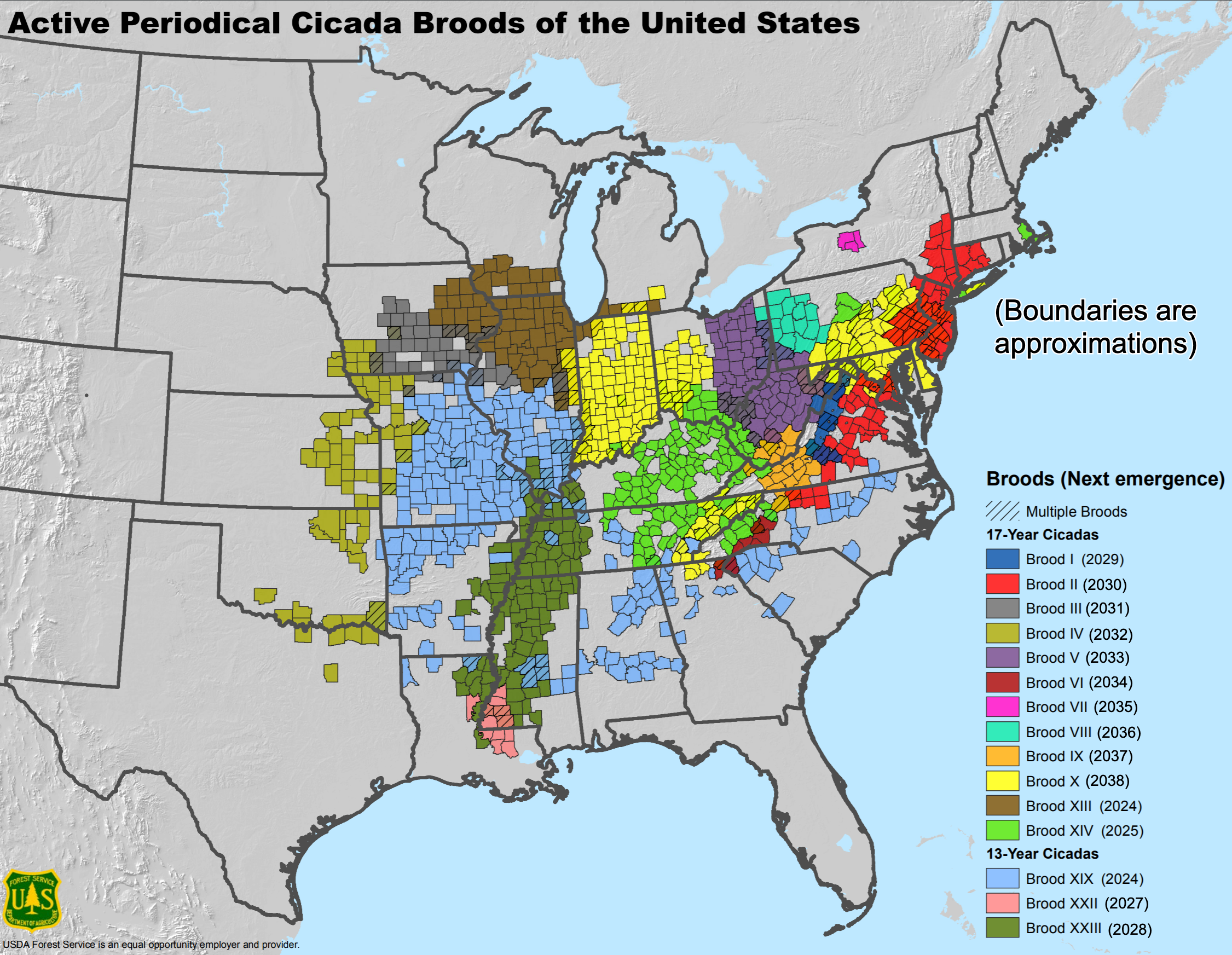 cicada broods map