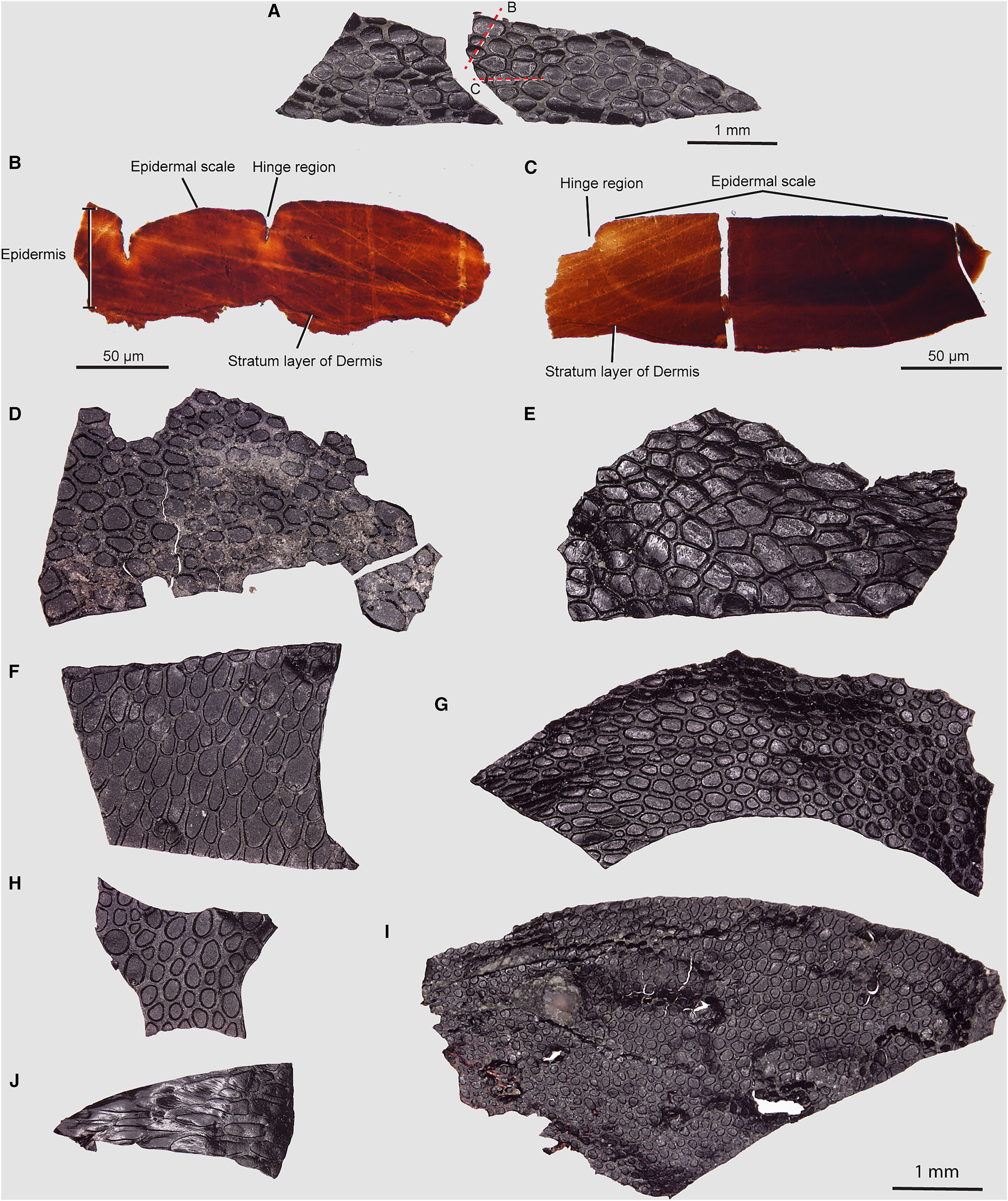 mummified skin older than dinosaurs