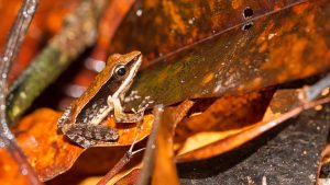 mushroom growing in living flesh Bronzed Frog, Golden-backed Frog,