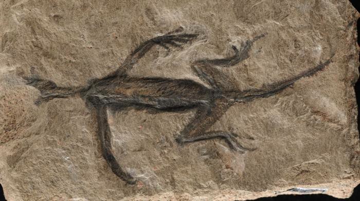 fossil forgery is actually just a painted rock