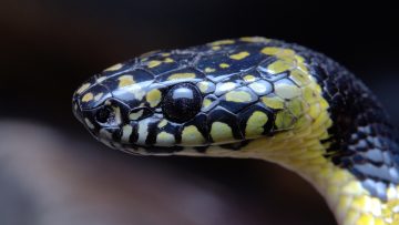 Gammie's wolf snake, rare snake found in india and china