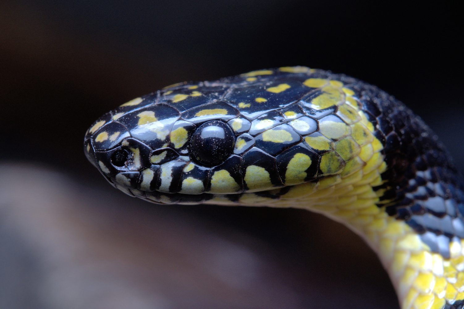 Survivor of 200 snake bites and a coma gives blood to create the ultimate antivenom
