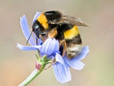 Researchers reveal major factor in bumblebee decline, and it’s exactly what you’d think