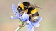 bumblebee decline is driven by climate change, too