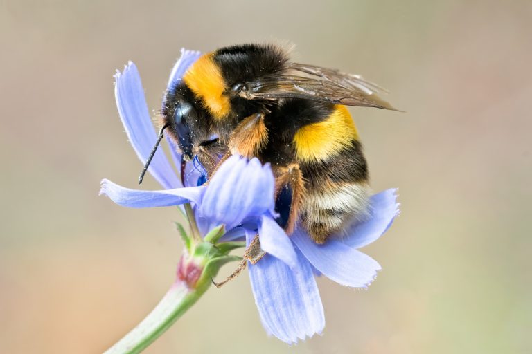 bumblebee decline is driven by climate change, too