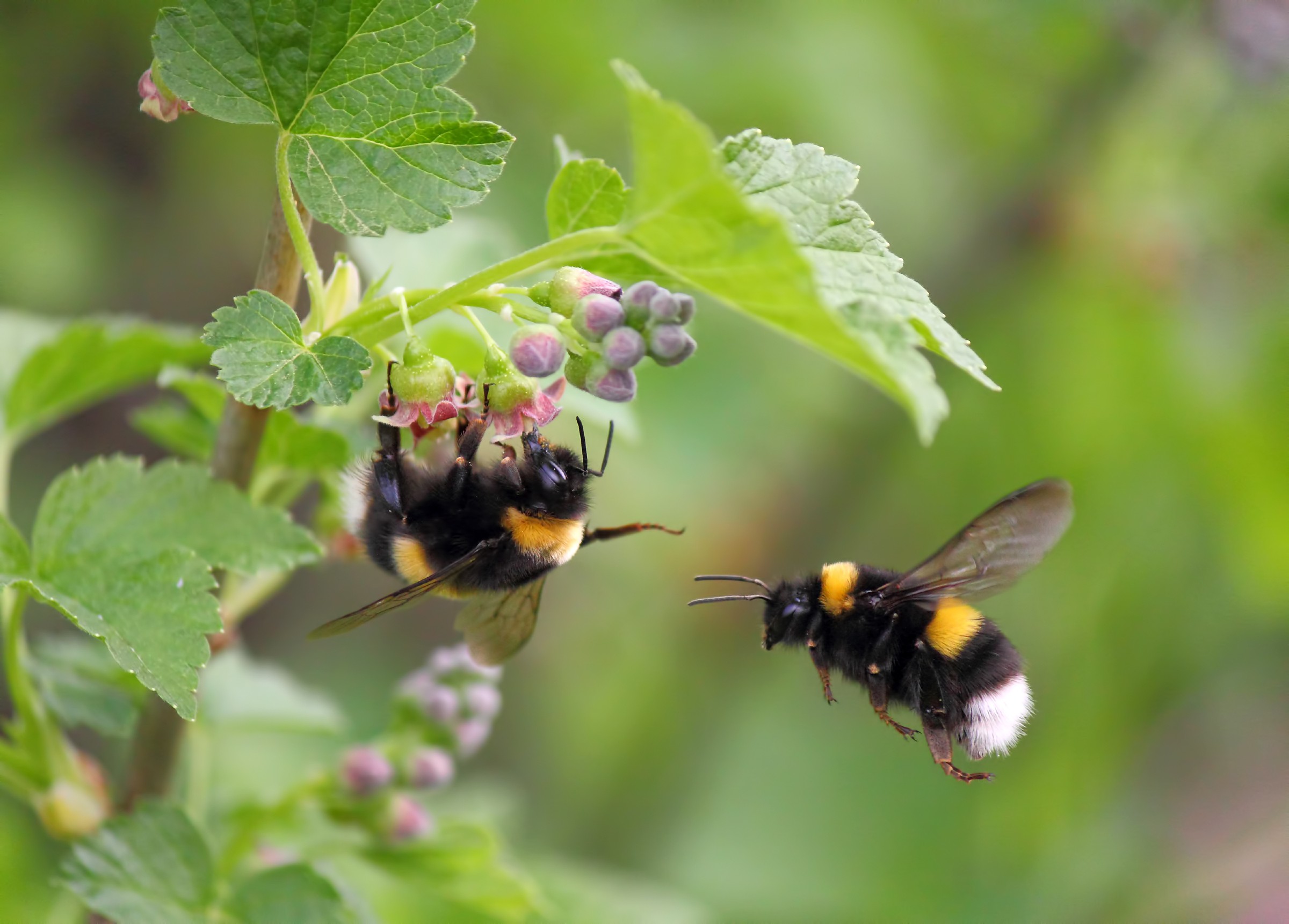 two bumblebees around a flower