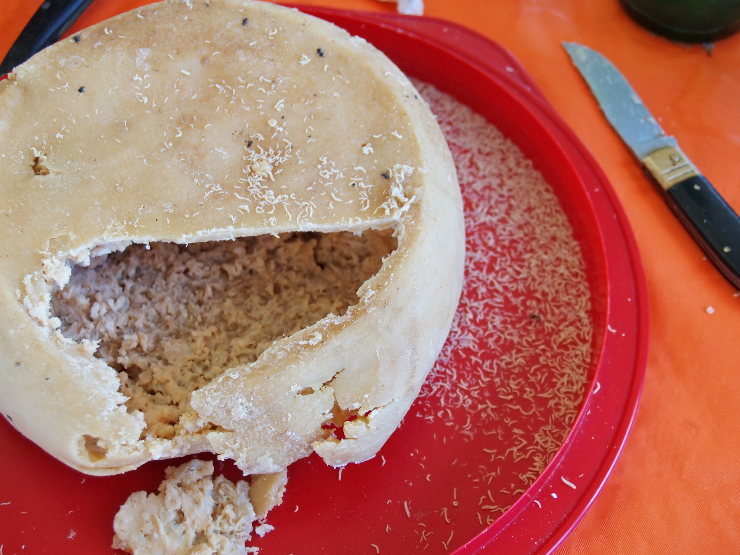 Casu Marzu - world's most dangerous cheese