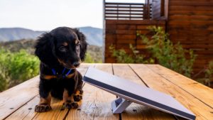 Starlink Mini A small dog sitting next to the new Starlink Mini dish