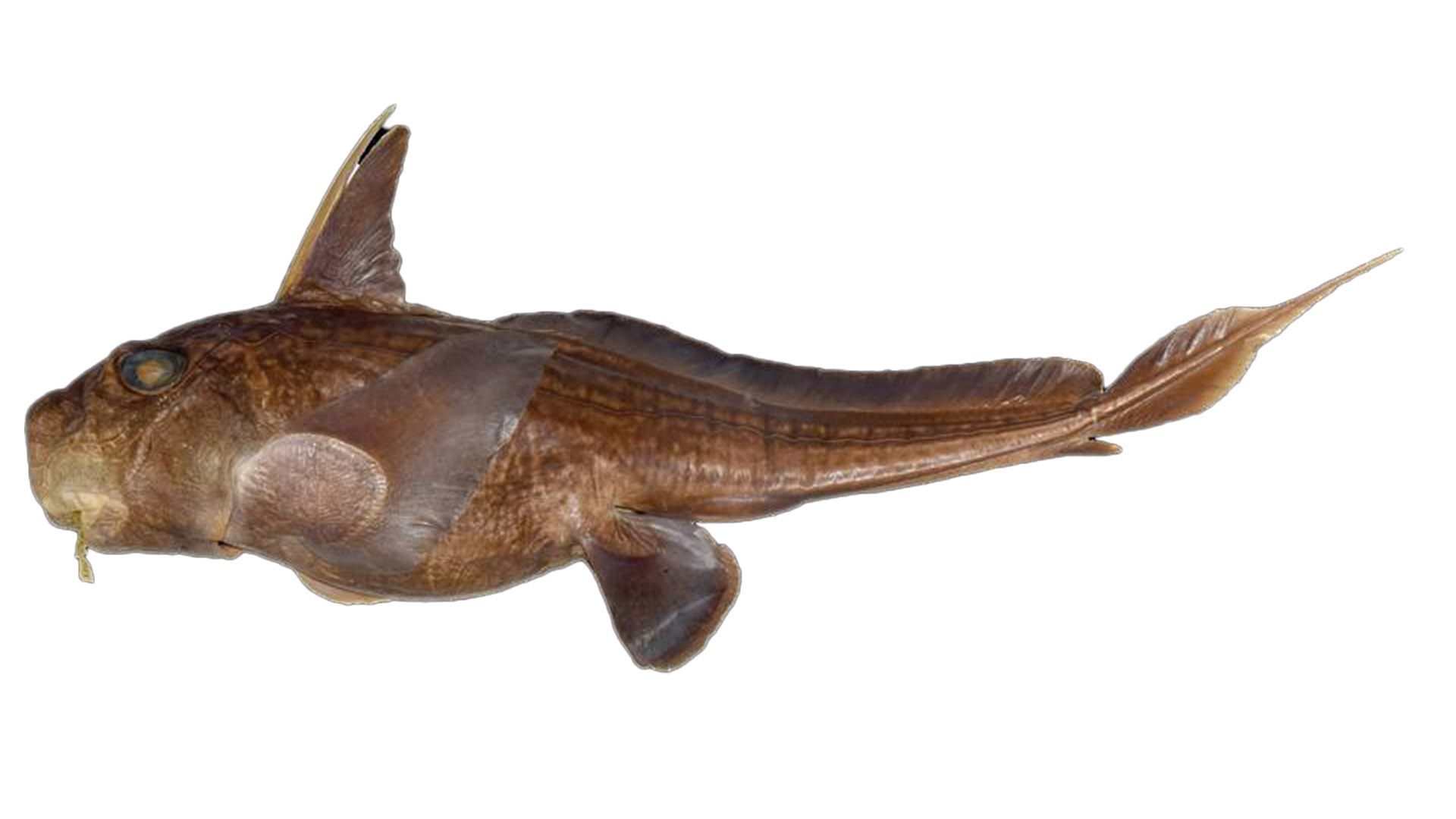 long-tailed chimaera discovered off coast of Japan