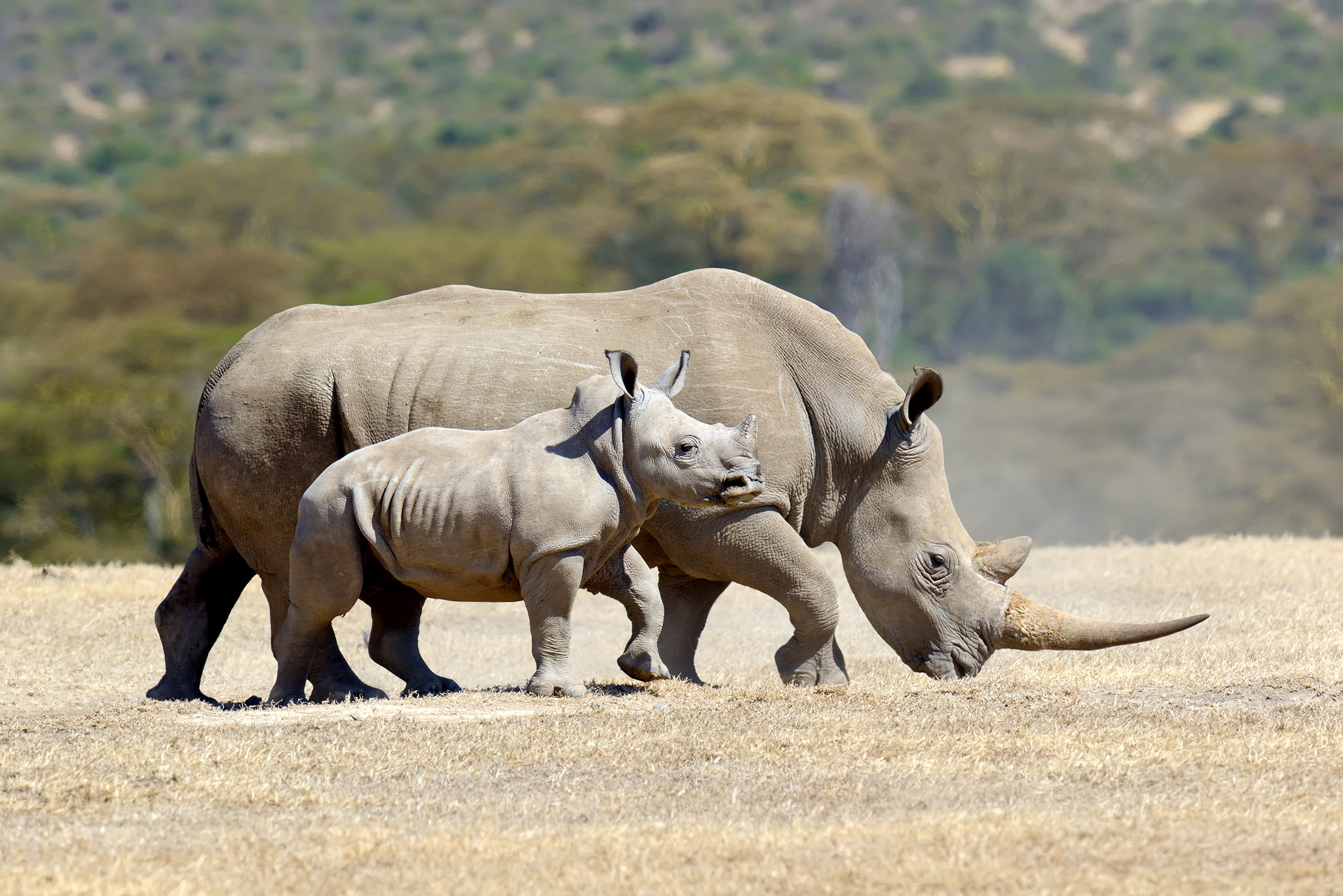 African white rhino, National park of Kenya