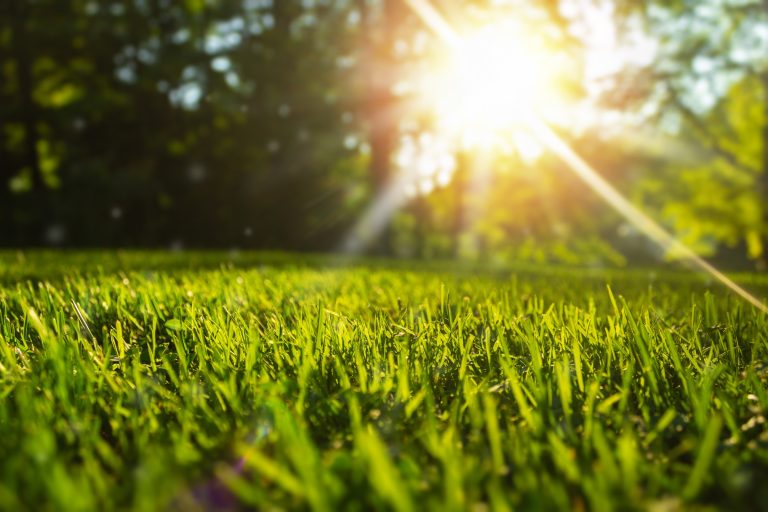 grass in the sun