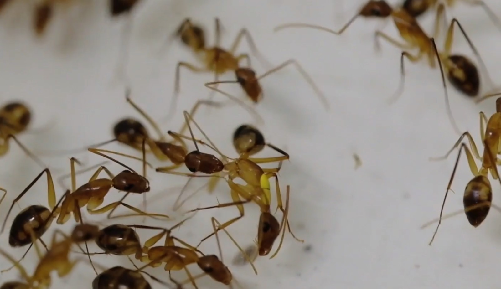 An ant amputating the injured leg of a nestmate (marked in yellow) suffering from a femur-level injury.