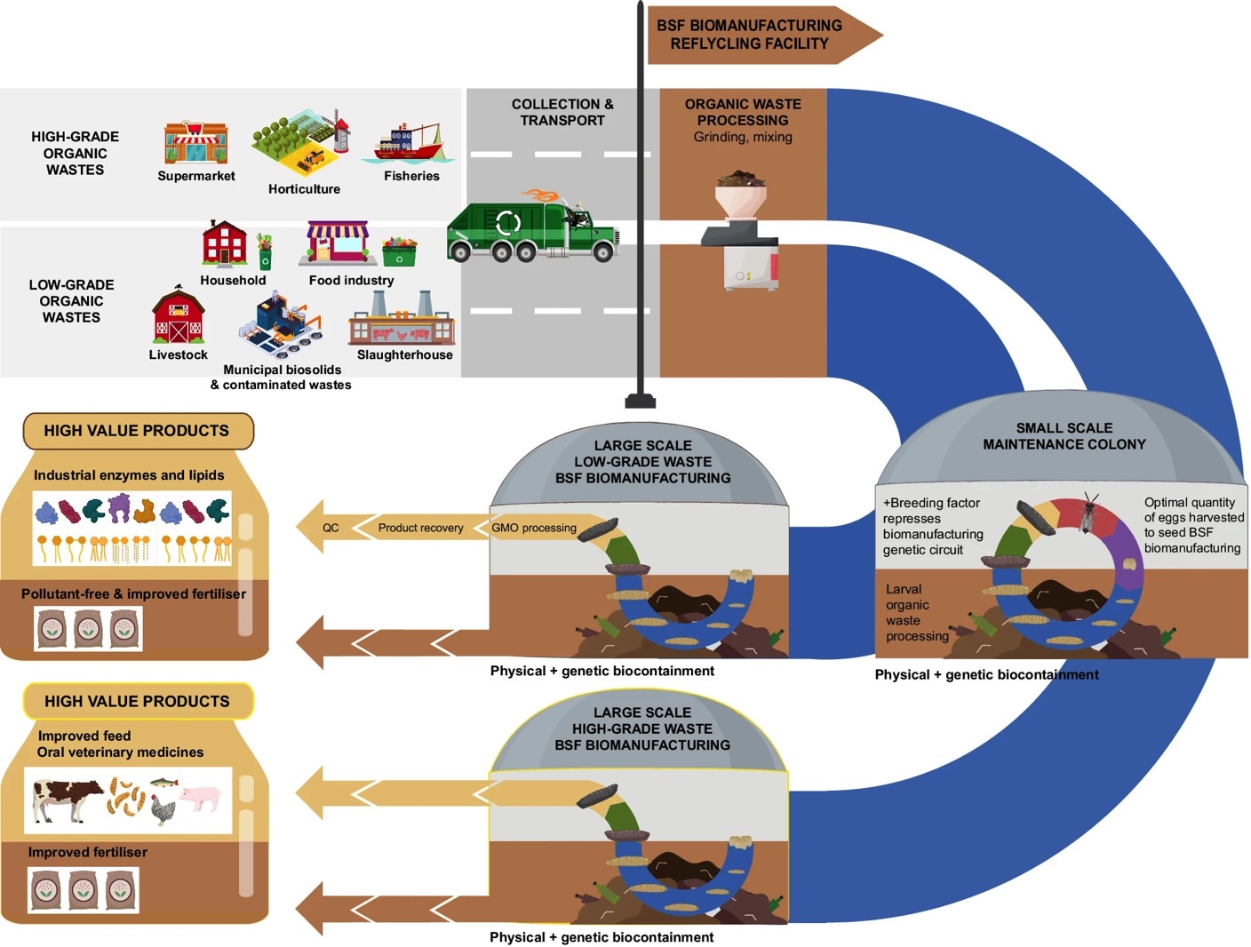 From the paper: "BSF biomanufacturing facilities could valorise a broader variety of organic wastes into high-value products such as improved feed, oral therapeutics, industrial biomolecules such as enzymes and lipids and clean high-quality frass."