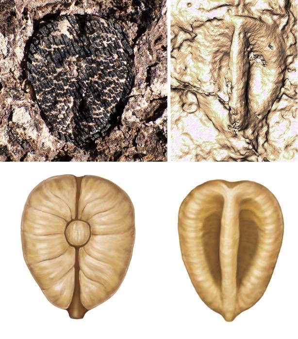 Lithouva - the earliest fossil grape from the Western Hemisphere, ~60 million years old from Colombia. Top figure shows fossil accompanied with CT scan reconstruction. Bottom shows artist reconstruction.