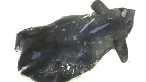 Vampire Squid The Vampyroteuthis pseudoinfernalis vampire squid.