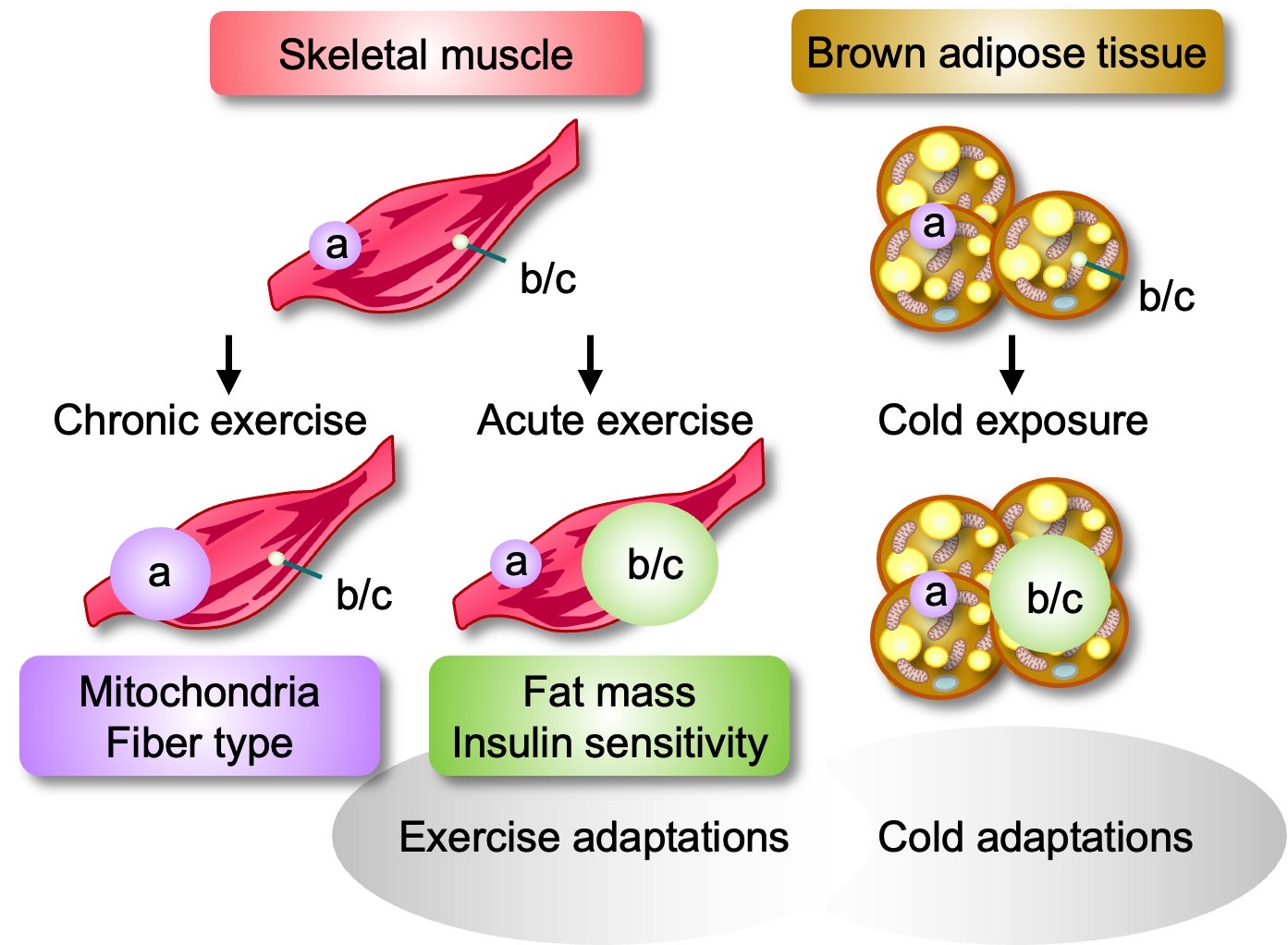 The different versions of the signal molecule PGC-1⍺ react to different stimuli. The standard version (“a”) is produced in response to long-term exercise, whereas the alternative versions (“b/c”) are produced in response to short-term exercise or cold exposure. A lack of these versions makes it harder for affected individuals to respond to these stimuli by burning fat or building muscle mass.