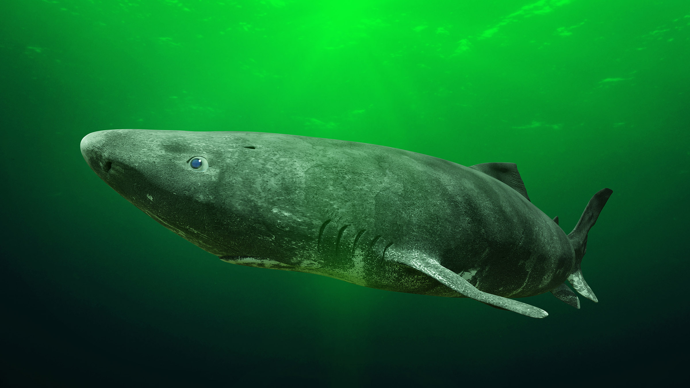 greenland shark in the ocean