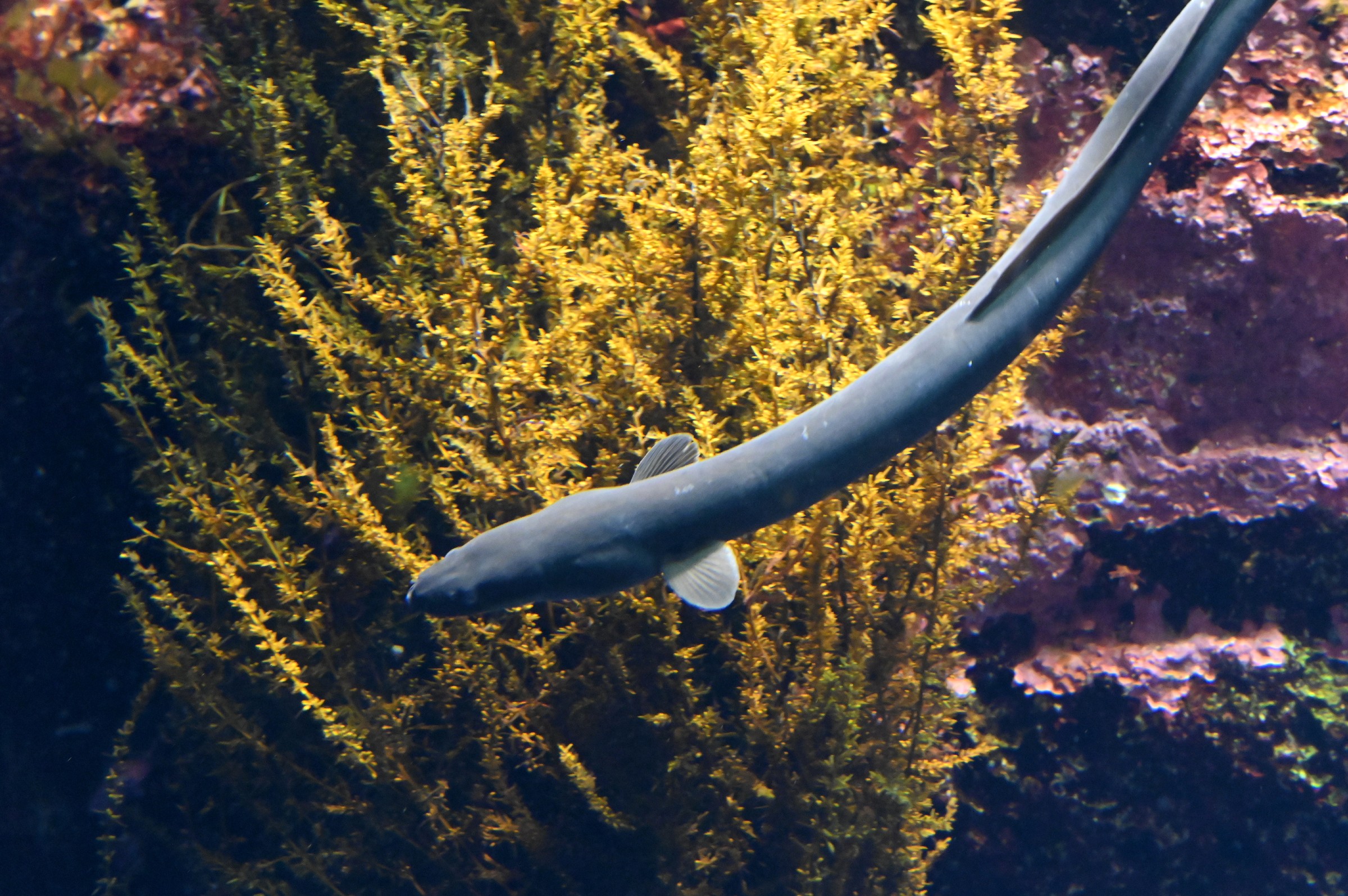 Crazy video shows eels escaping a predator’s stomach after being eaten