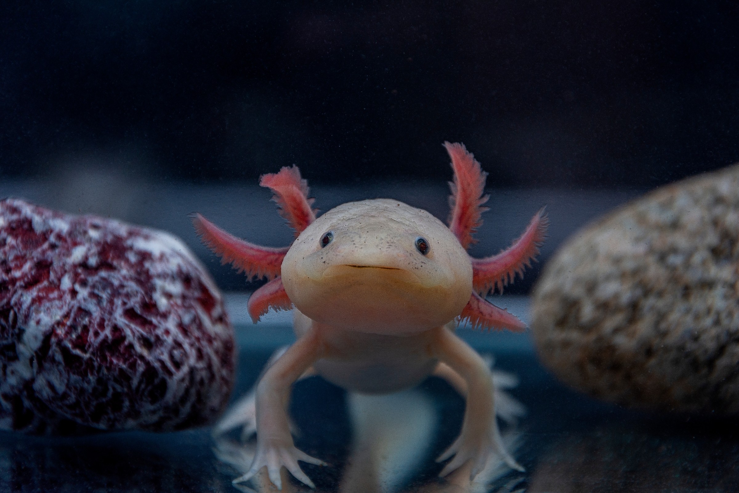 axolotl in water