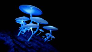 glow-in-the-dark wood glow-in-the-dark mushrooms on wood