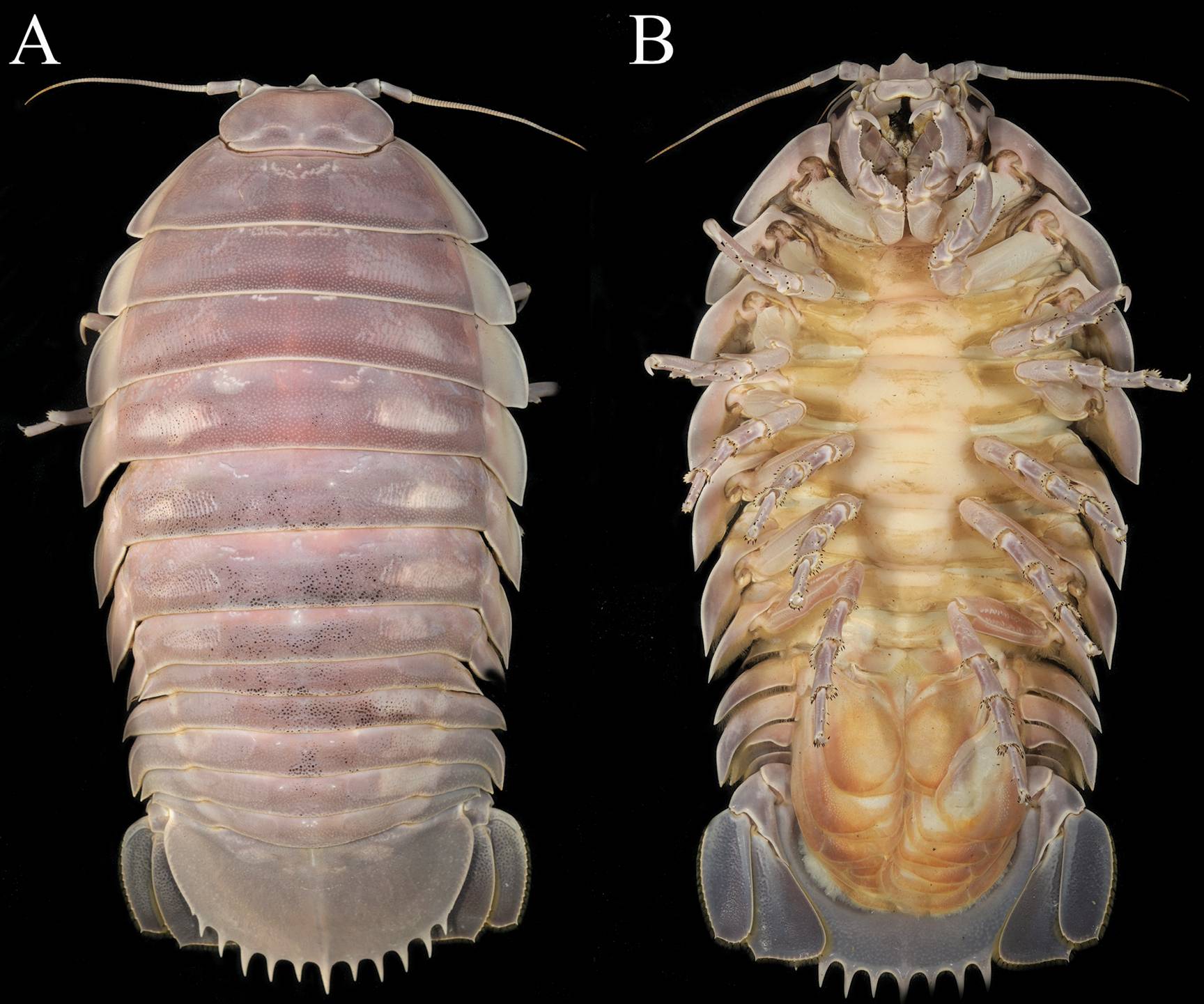 isopod - terrifying sea bug