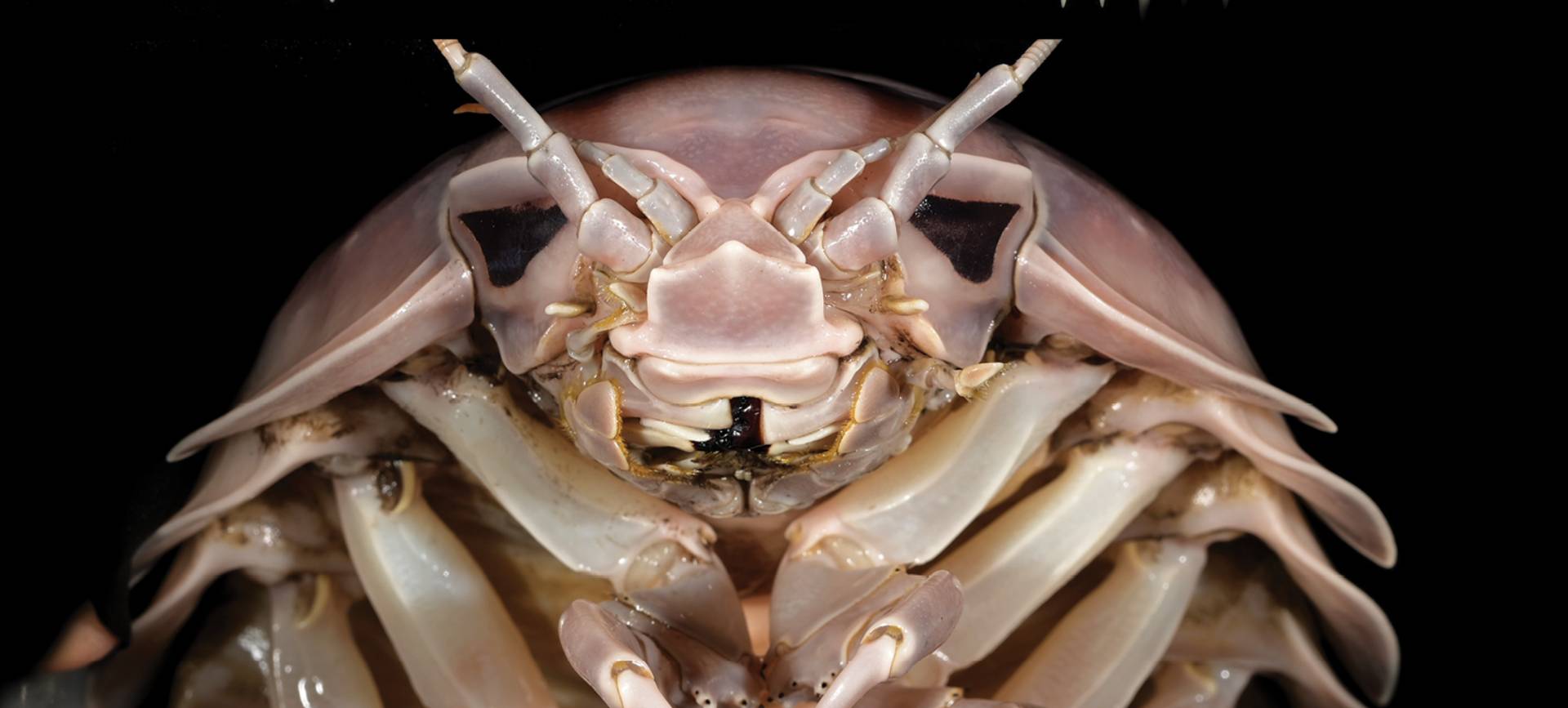 This horrifyingly massive new sea bug that was just discovered is pure nightmare fuel thumbnail