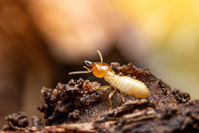 termite on a piece of wood