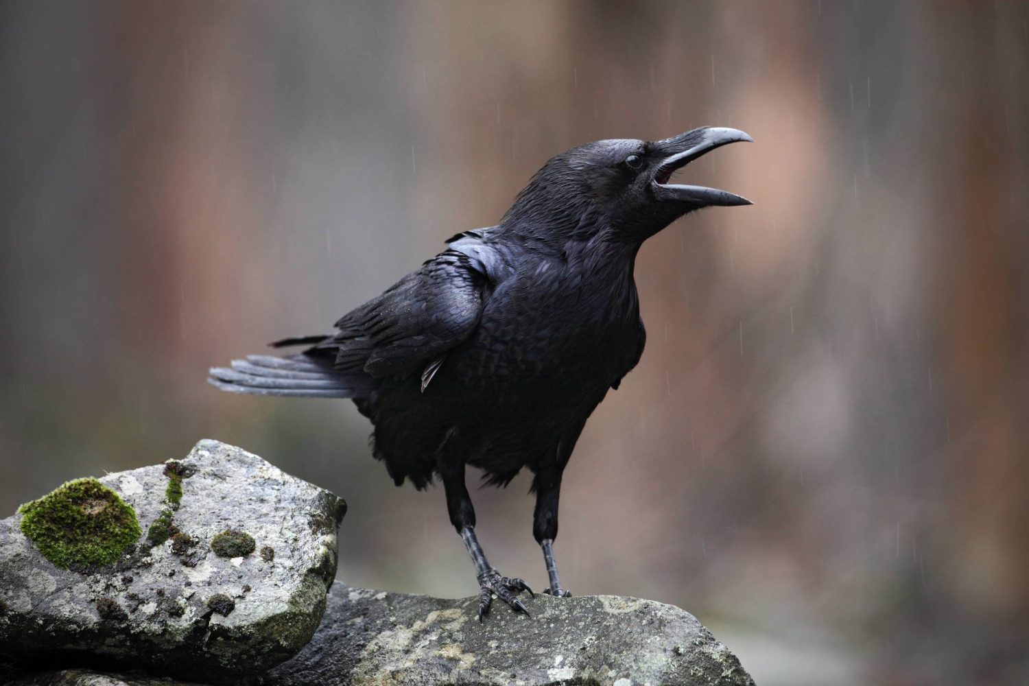 Crows are so smart, they can actually do geometry