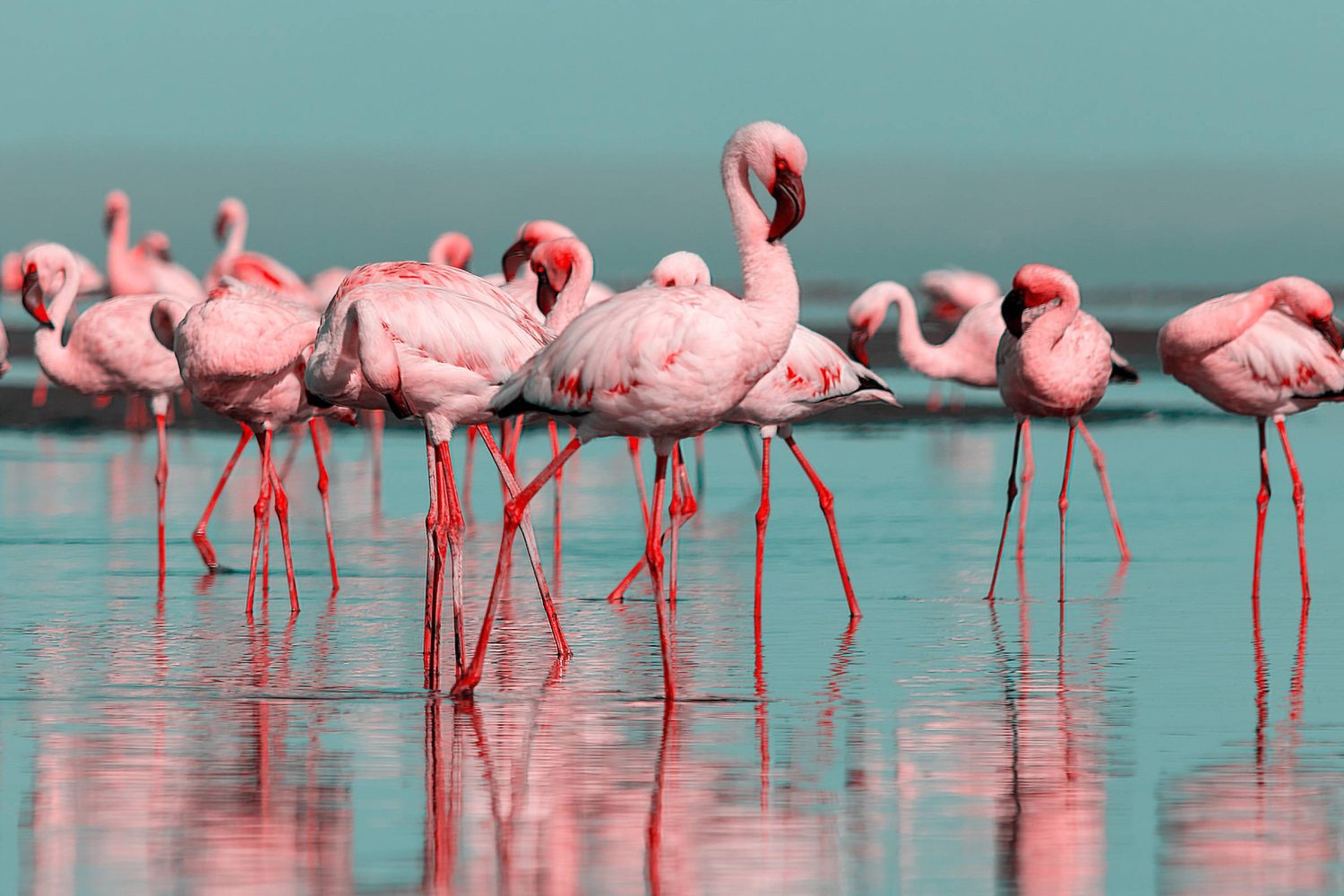 Flamingos use this genius trick to catch prey more easily