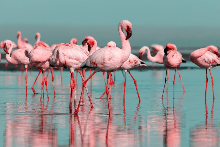 flamingos in the water