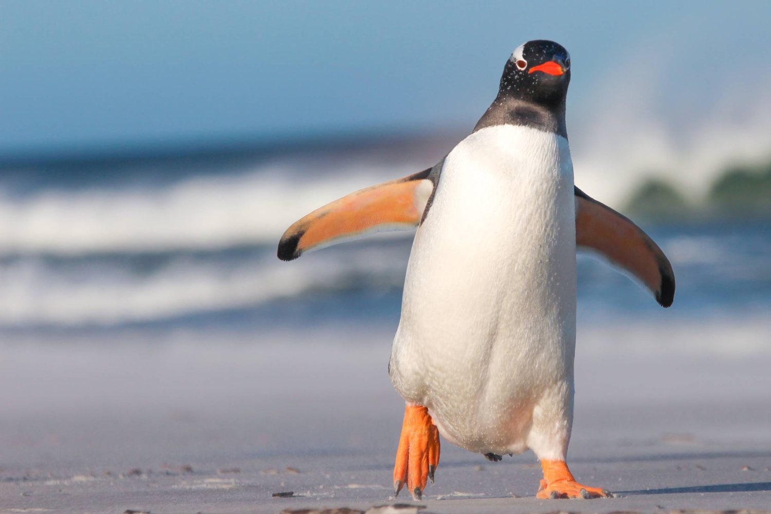 Penguin poop could be our newest secret weapon against climate change