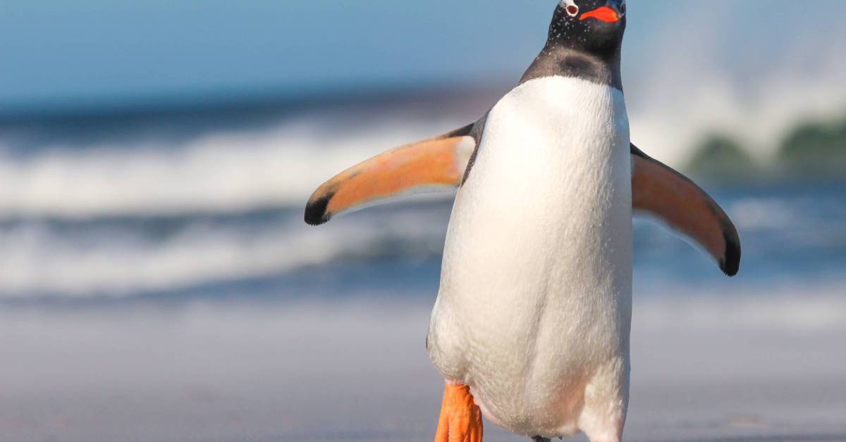 Penguins in Antarctica