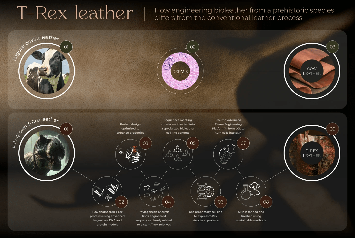 breakdown of how lab-grown t. rex leather might be produced