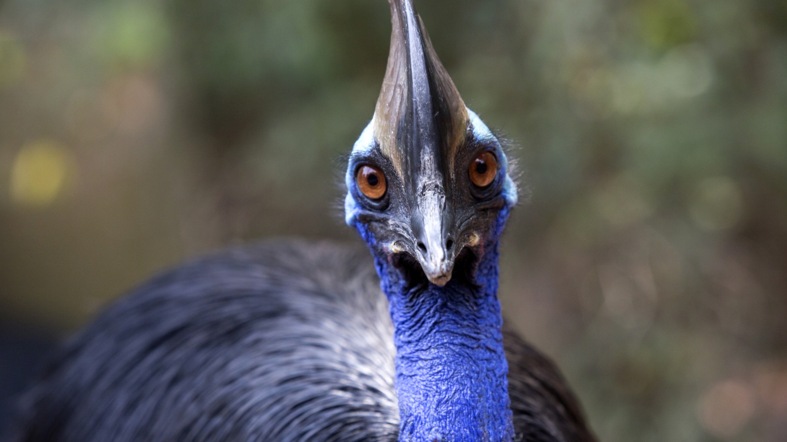 Meet the world’s most aggressive bird – and no, it isn’t the one you think