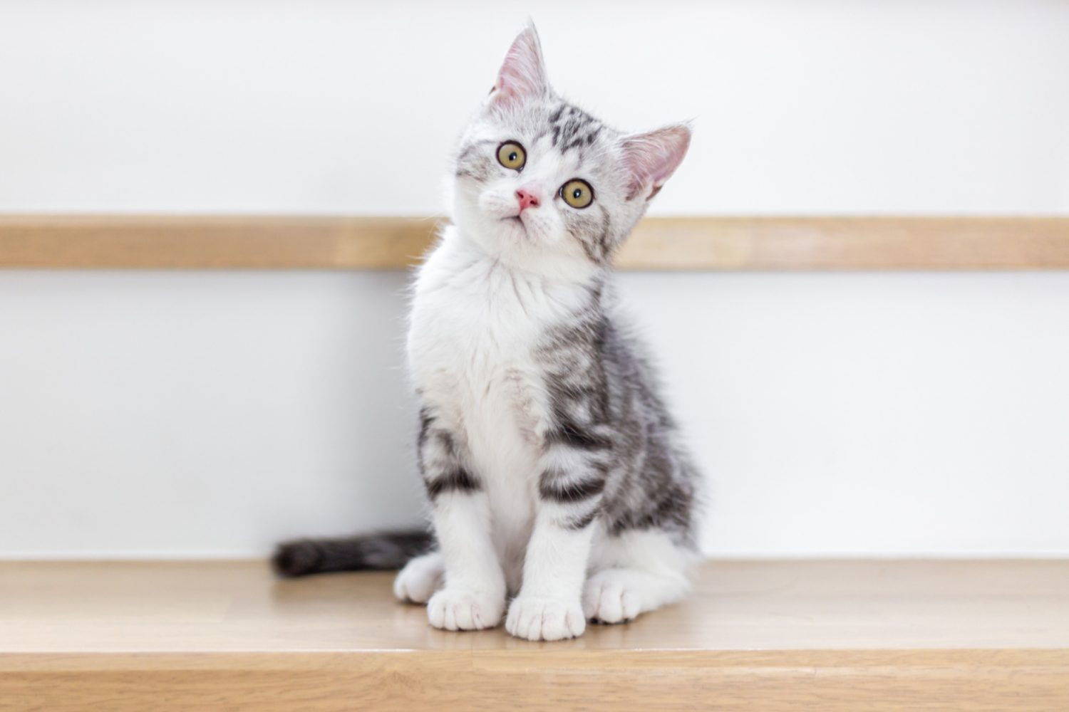 AI could finally help us talk to our cats