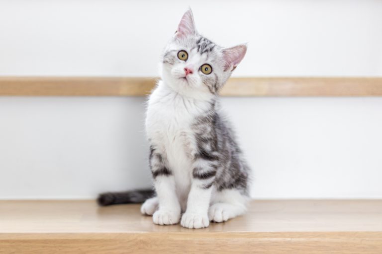 cat standing in front of a wall with its head cocked to the side