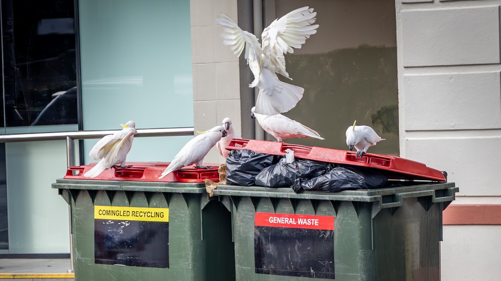 cockatoos eating from garbage bins