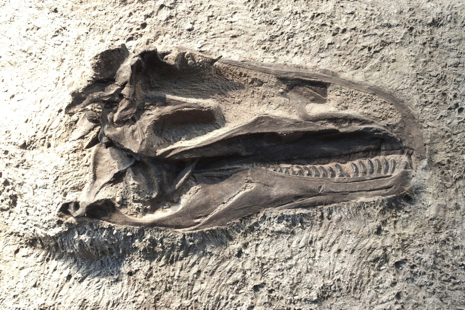 A new species of dinosaur was discovered sitting in a jar since 2005